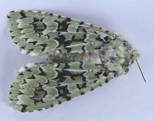 Griposia aprilina